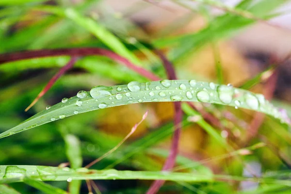 Gräs gröna och röda blad belagda med vatten droppar — Stockfoto