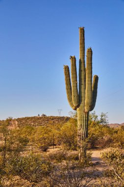 Arizona çölünde büyük bir kaktüs.