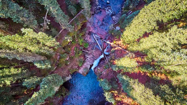 Aerea guardando giù a gola canyon con rocce rosse e pini — Foto Stock