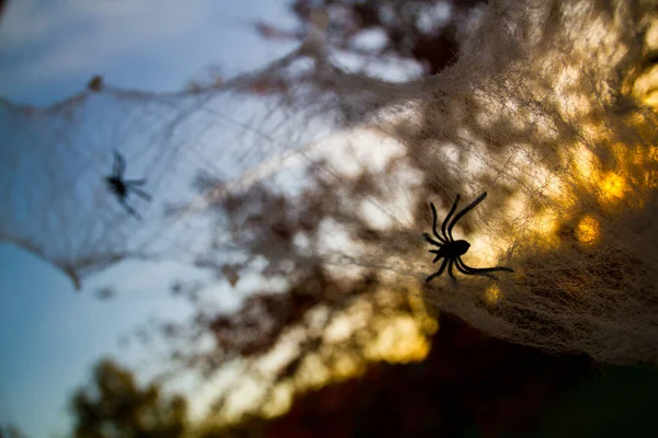 Sunlight glows through fake spider webbing and leafless trees for Halloween