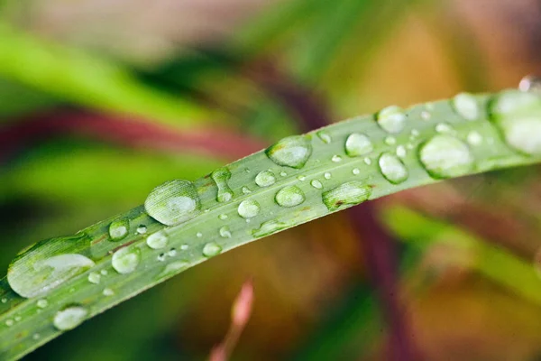 Dagg samla på blad av gräs — Stockfoto