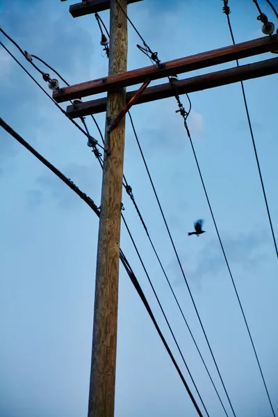 Pássaro voa sobre várias linhas telefônicas em um dia claro — Fotografia de Stock