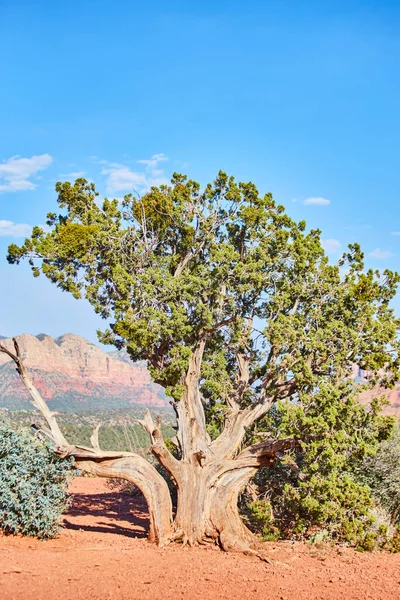 Δέντρο της ερήμου με κόκκινη άμμο και γαλάζιο ουρανό — Φωτογραφία Αρχείου