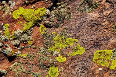 Yosun ve yosunlu kaya dokusu