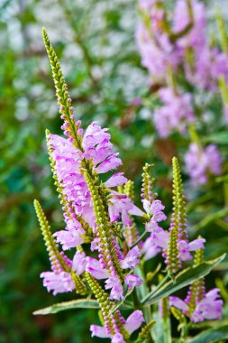 Henüz ilkbaharda açılmamış uzun çiçekli mor çiçekler.