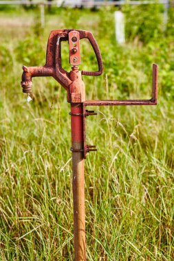 Paslı portakal suyu tanecikleri yabani uzun otlarda