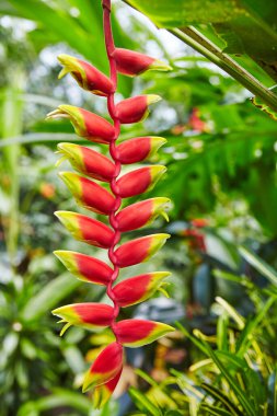 Kırmızı ve yeşil çiçek tomurcukları, botanik bahçesindeki diğer bitkilerle çevrili kırmızı bir iplikte.
