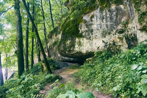 Lohkareita sammal ja jäkälä metsän polku läpi vihreä metsä — kuvapankkivalokuva