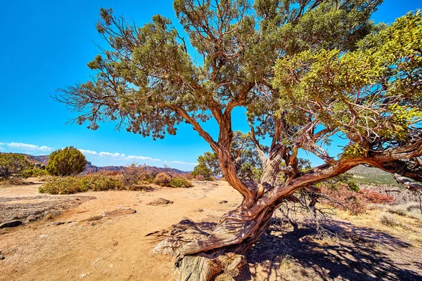 Primer plano de gran árbol del desierto con corteza retorcida y cielo azul —  Fotos de Stock