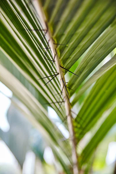Columna vertebral de una planta de aspecto palmera con espinas en la parte inferior lo engañoso —  Fotos de Stock