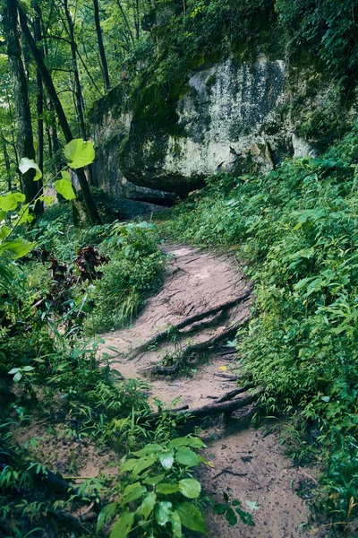 Metsäpuiston hiekkapolku vihreässä metsässä suuria jäkäläkiviä vastaan — kuvapankkivalokuva