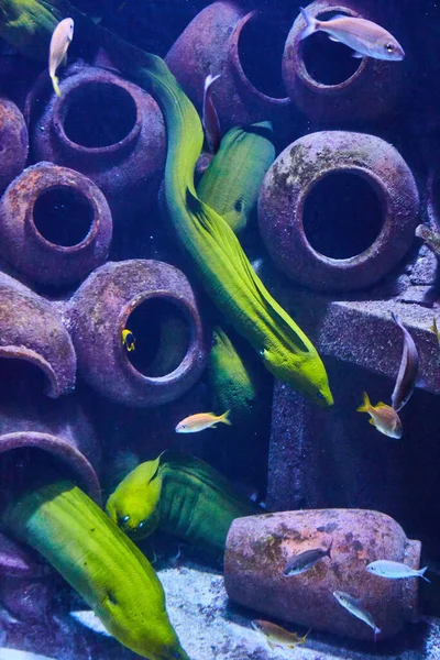 Anguila verde nadando alrededor de ollas de barro en el acuario — Foto de Stock