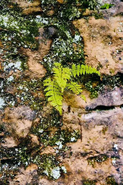 Felce e lichene crescono su pietra dettaglio texture rocciosa — Foto Stock