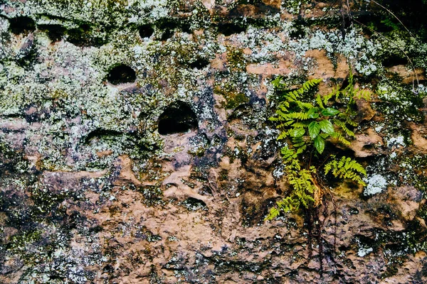 Detalhe textura parede de pedra com samambaias e líquen — Fotografia de Stock