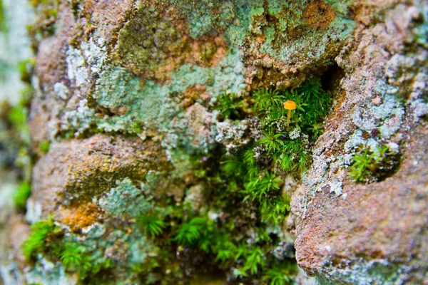 Muchos musgo de colores en una roca marrón — Foto de Stock