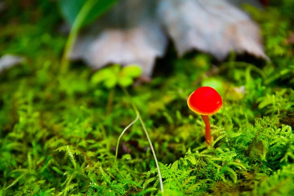 A tiny red mushroom grows in the undergrowth of a forest in front of a small log — Stock Photo, Image