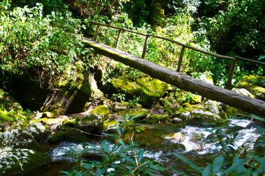 Su, her iki tarafında ağaçlar ve yeşillikler olan dar bir tahta köprünün altından akar.