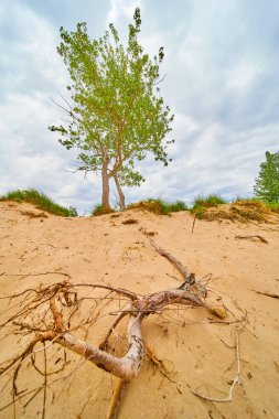 Kum tepelerinde, ağaçların yanındaki kum tepelerinde sürüklenen dallar.