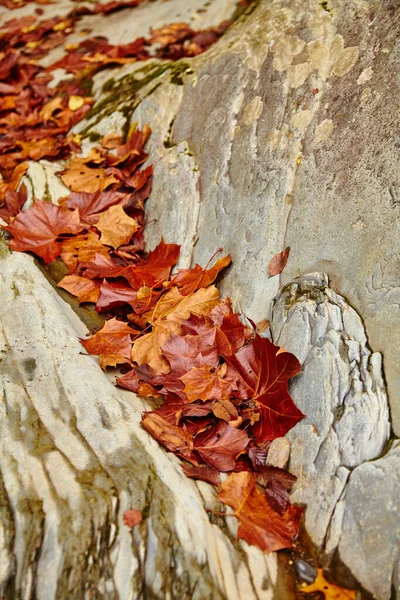 Vörös és sárga levelek kapaszkodnak a sziklafalba — Stock Fotó