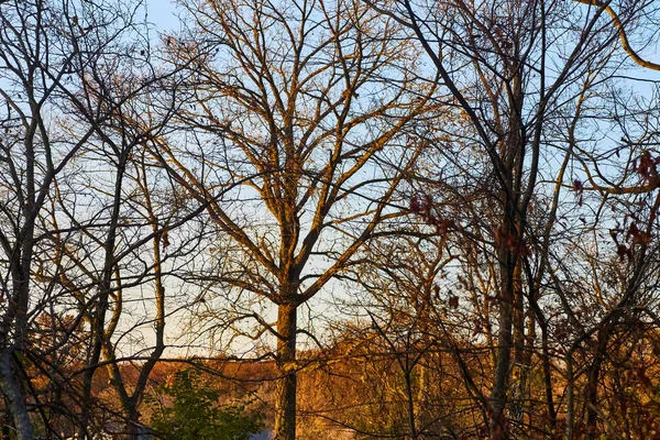 Paysage d'automne sans feuilles et lueur dorée — Photo