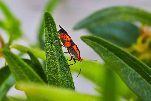 Detalhe do inseto de semente de milkweed na planta verde — Fotografia de Stock