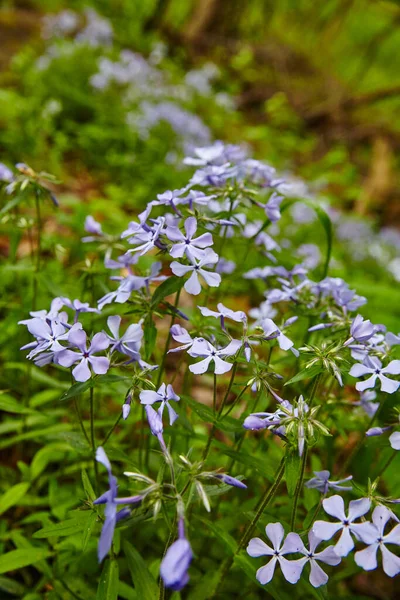 Małe purpurowe dzikie kwiaty rosną na zalesionym obszarze — Zdjęcie stockowe