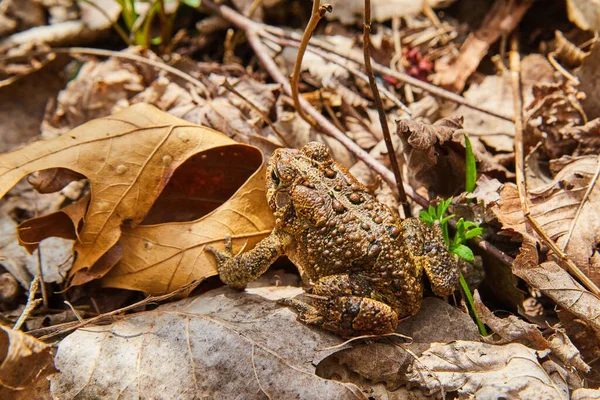 Düşen yapraklarla çevrili arka bölgelerin kurbağa detayları — Stok fotoğraf
