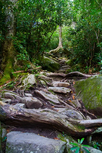森の中の大きな木への階段のような岩の歩道 — ストック写真