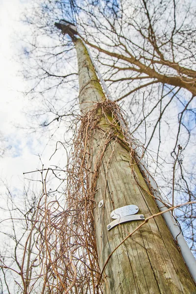 冬季生长的藤蔓通信电话杆 — 图库照片