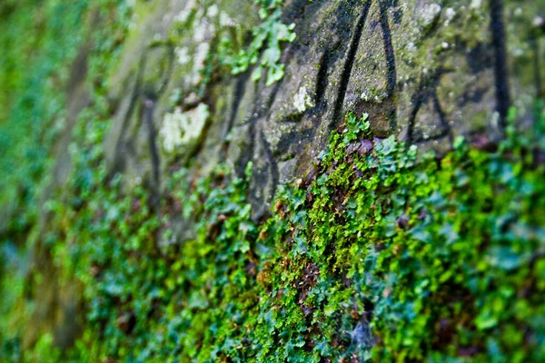 Hardy musgo verde creciendo una cara de acantilado rocoso — Foto de Stock