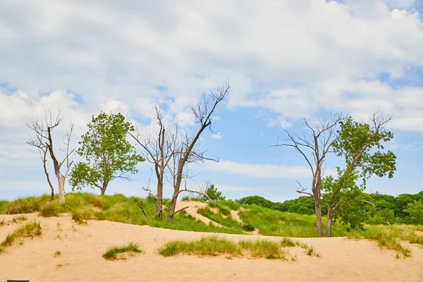 Krajobraz wydm z piaskiem i drzewami — Zdjęcie stockowe