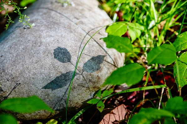 Sombra de folhas em uma rocha em um dia ensolarado na floresta — Fotografia de Stock