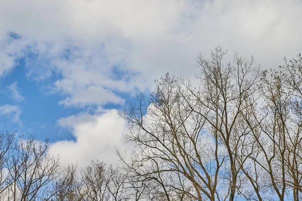 Облачное небо с голыми зимними лесами — стоковое фото