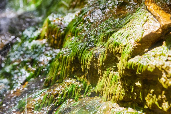 Gros plan des rochers couverts de mousse avec de l'eau — Photo