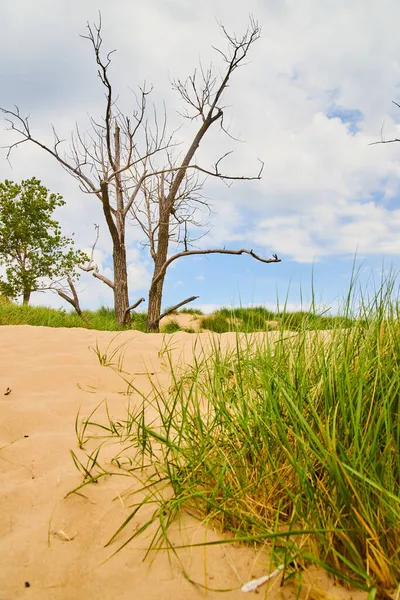 Wydmy z piasku i zielonych traw z bliska i gołe drzewa w oddali — Zdjęcie stockowe