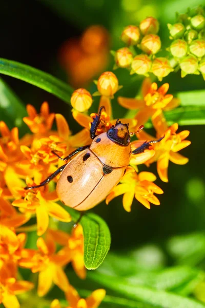 オレンジの花に黒い斑点のあるオレンジ色のカブトムシ — ストック写真