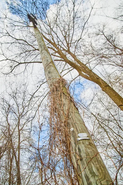 仰望着长满藤蔓和冬树的电线杆 — 图库照片