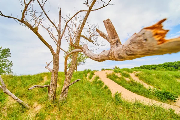 Olhando para baixo extremidade do galho da árvore em dunas de areia com areia e campo de gramíneas — Fotografia de Stock