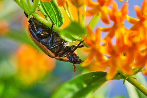Vista lateral do inseto besouro na planta verde e laranja — Fotografia de Stock