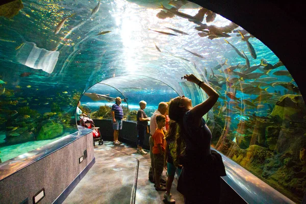 Los visitantes toman fotos de un túnel de vidrio en un acuario — Foto de Stock