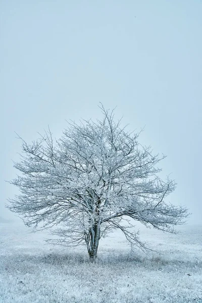 Velký strom pokrytý sněhovými krystaly proti holé obloze — Stock fotografie