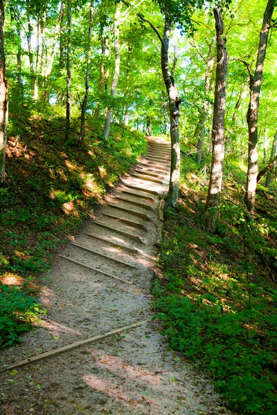 Holztreppe im Wald führt tiefer — Stockfoto