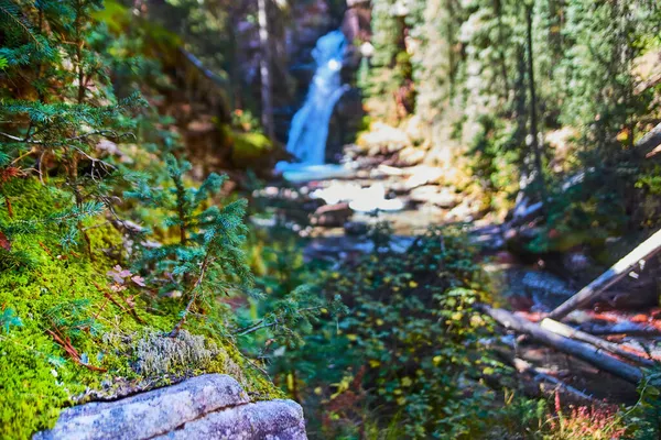 Pedra com musgo e pinheiro bebê crescendo em cima e cachoeira borrada no fundo — Fotografia de Stock