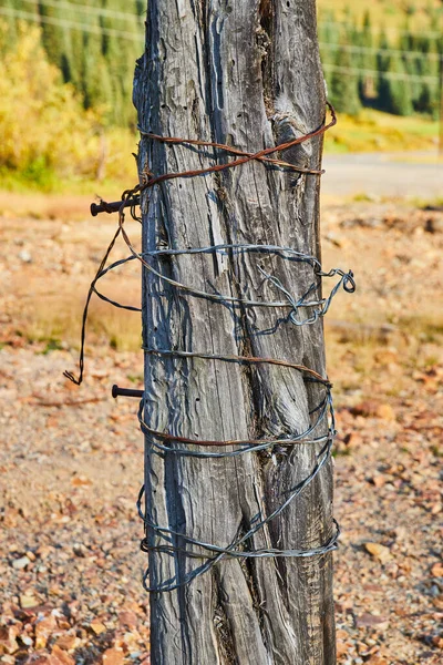 Дерево ствол завернутый металлической проволокой против осенних цветов — стоковое фото