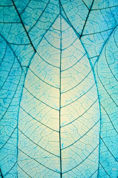 Hojas de colores azules con venas —  Fotos de Stock