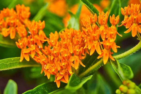 Detalj av små orange blommor med gröna blad — Stockfoto