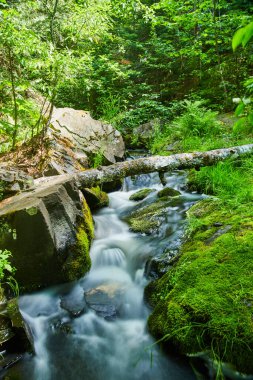 Küçük nehir yosunlu kayalar ve renkli ağaç gövdesi olan ormanlar arasında.