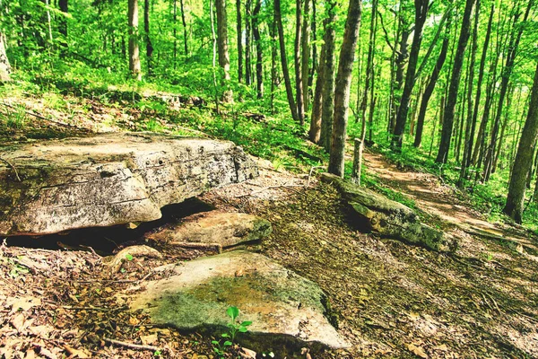 Stone penkki luonnossa vieressä polku metsässä — kuvapankkivalokuva