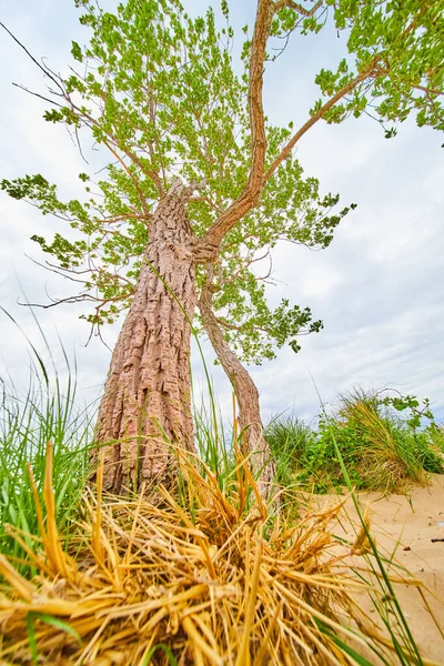 Közel a fa kéreg részletesen homokdűnék homokkal és fűvel — Stock Fotó