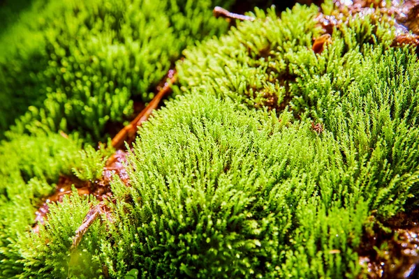 Nahaufnahme von Moos, das im Wald wächst — Stockfoto